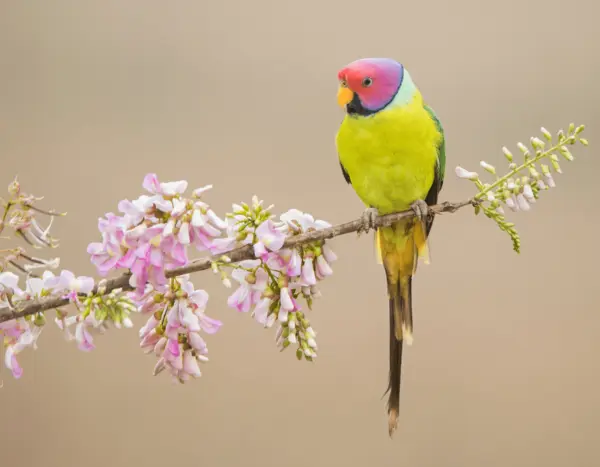 Plum-headed Parakeet