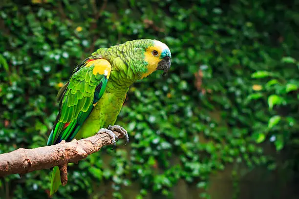 Blue-Fronted Amazon