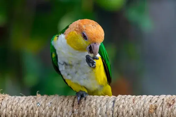 White-bellied Caique