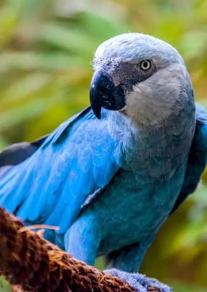 Spix’s Macaw