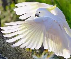 Umbrella Cockatoo Parrots