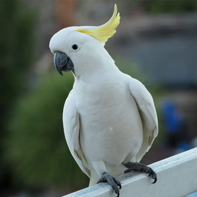 Cockatoo