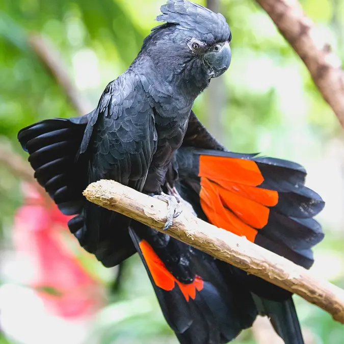 Red-tailed black cockatoo Bird
